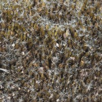 Heath Star-moss